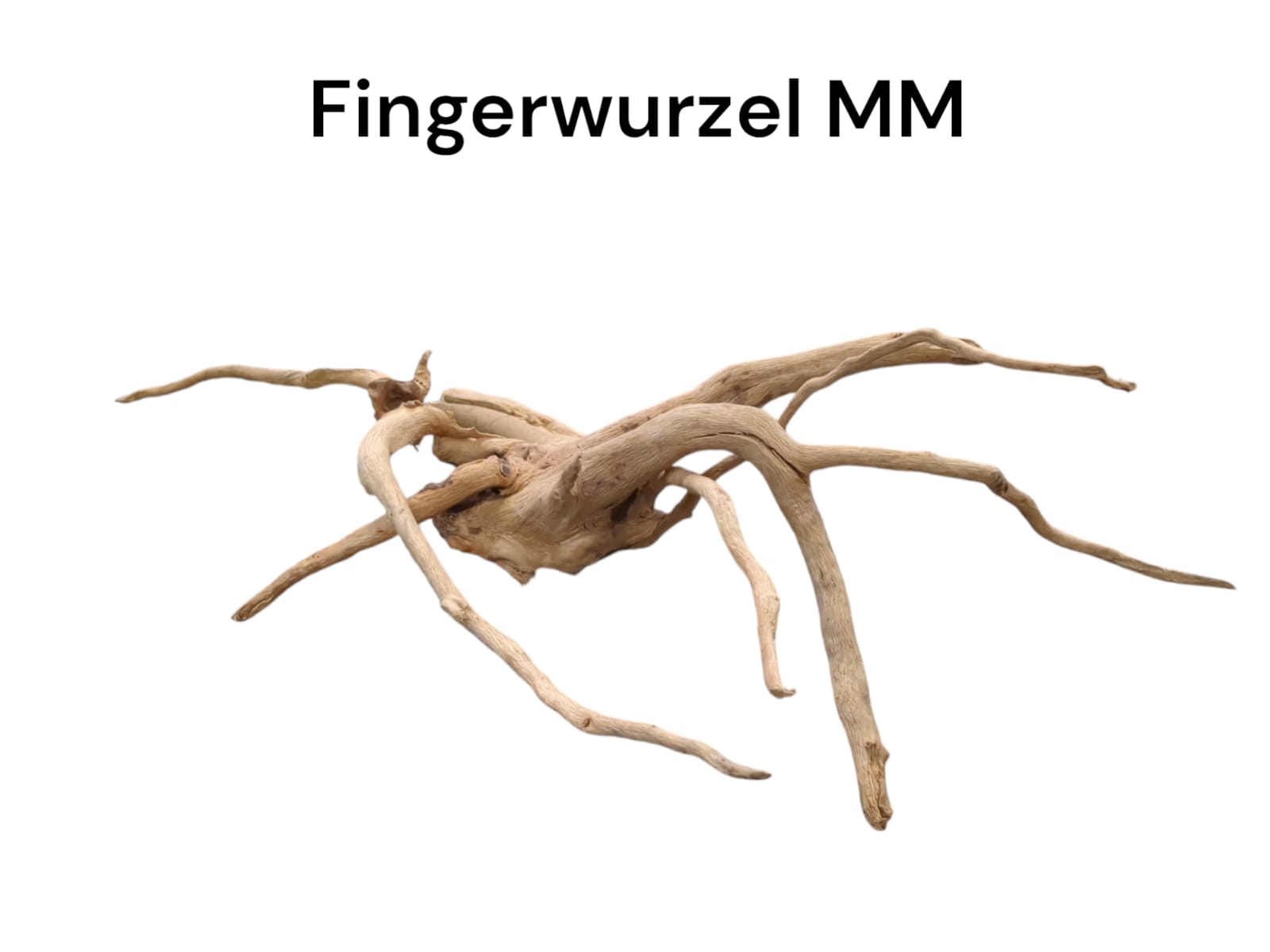 Fingerwurzel MM