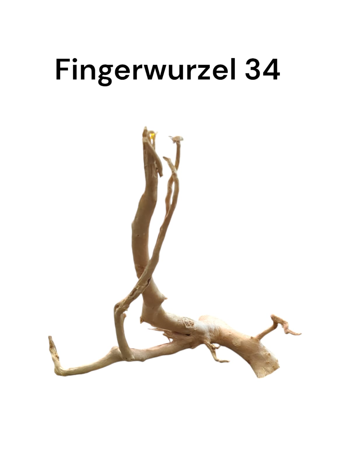 Fingerwurzel Nr. 34