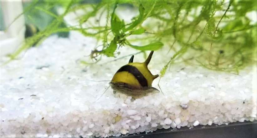 Clithon sp. – Bunte Geweihschnecke