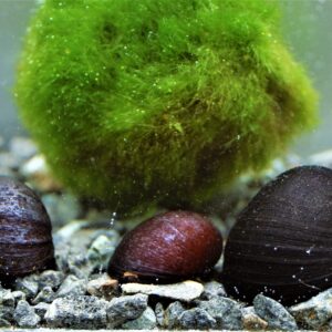 Neritina-Napfschnecke-Anthrazit-Napfschnecke-und-Stahlhelmschencke-kaufen.jpg