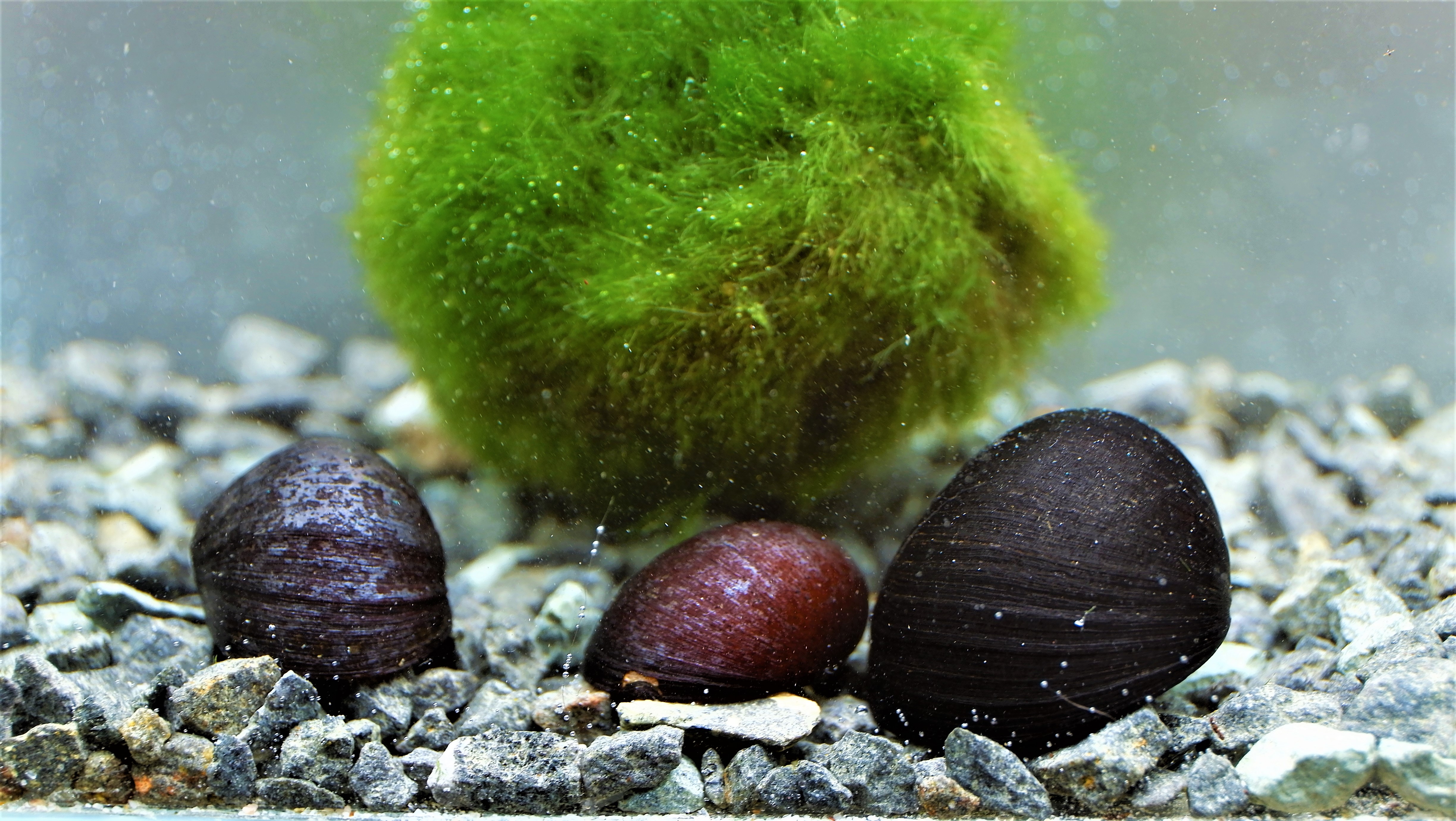 Neritina pulligera – Anthrazit Napfschnecke