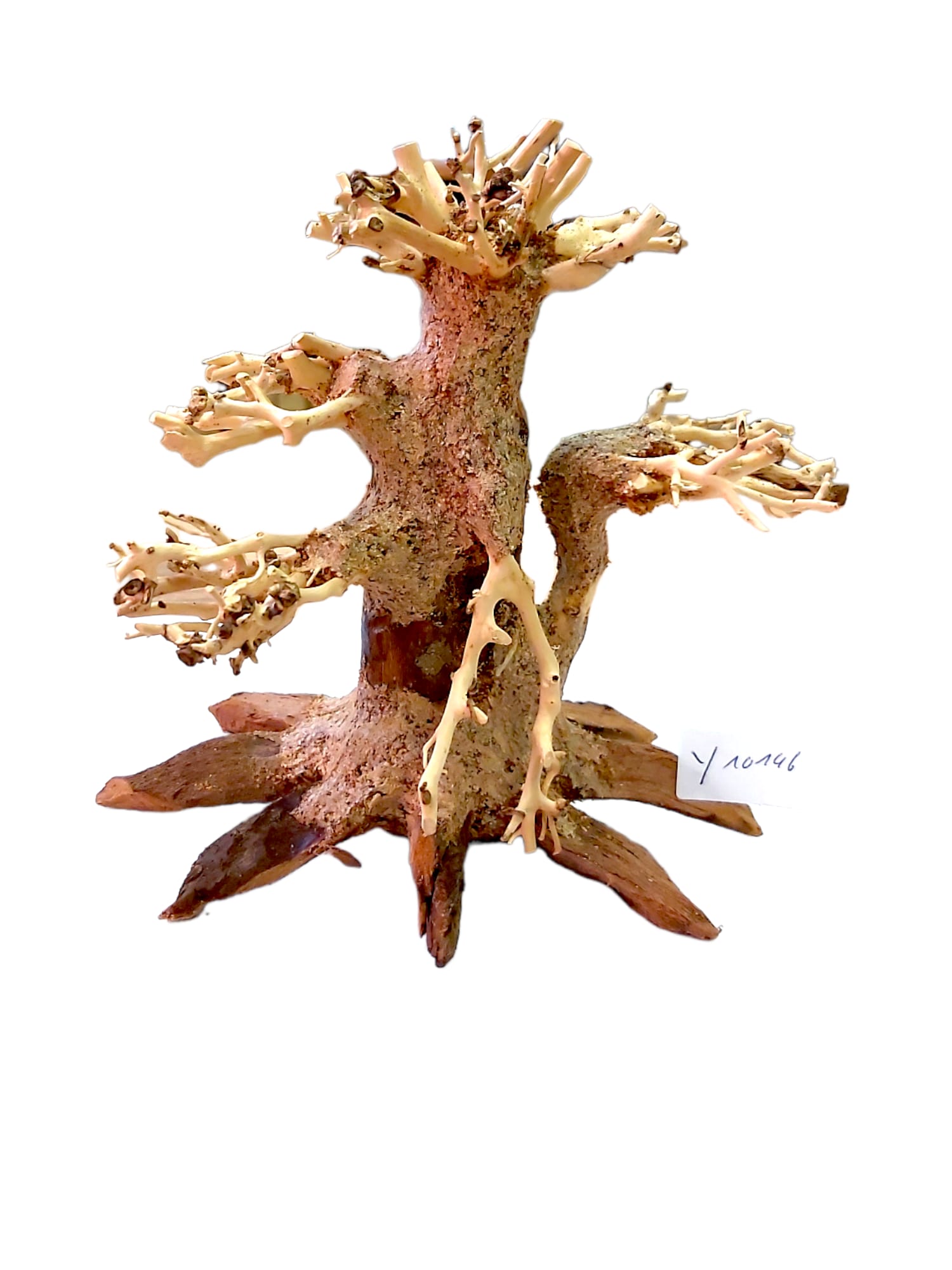 Bonsai 13cm x 10cm x 13cm – Aquascaping