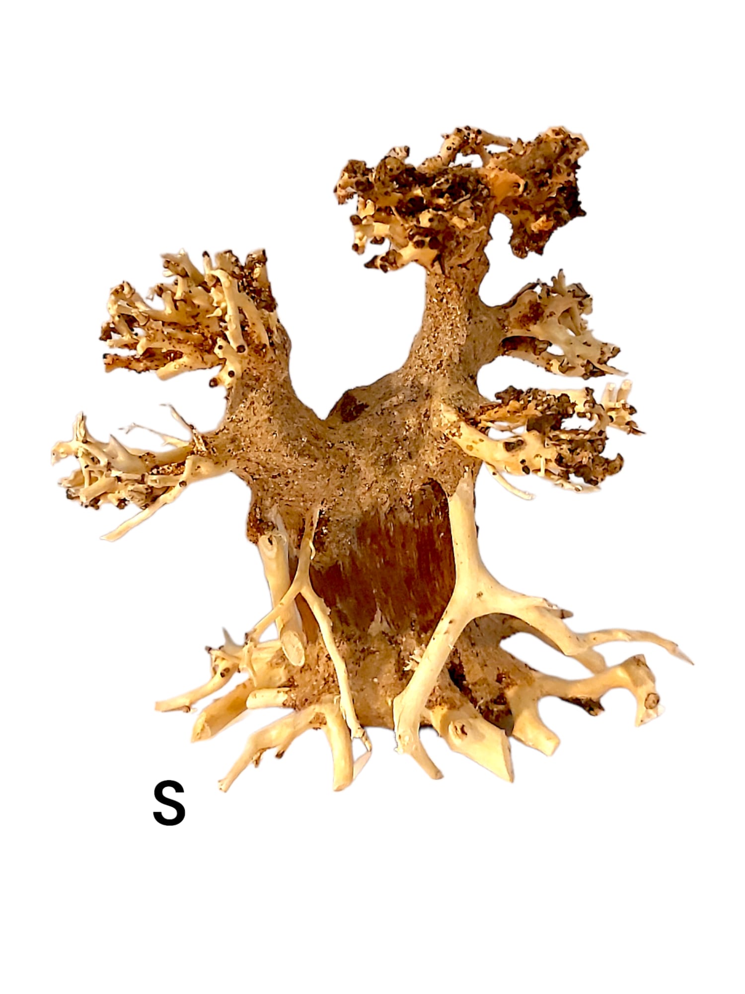 Garnelenbaum-S.jpg