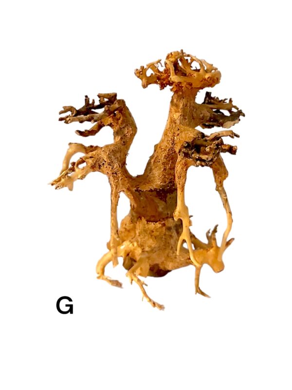Garnelenbaum-G.jpg