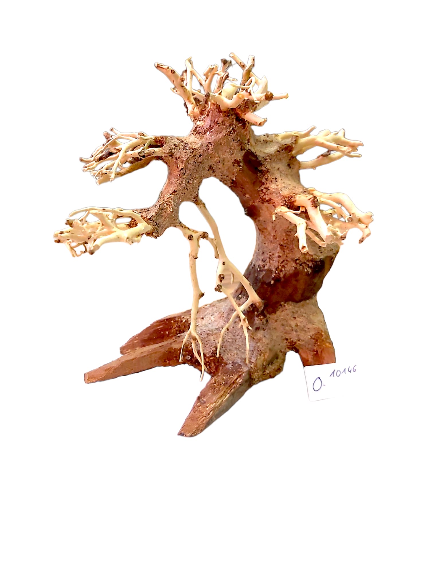 Garnelenbaum-O.jpg