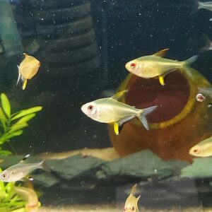 Hyphessobrycon-pulchripinnis-Zitronensalmler.jpg
