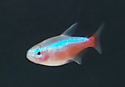 Paracheirodon-axelrodi-Roter-Neon.jpg