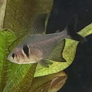Hyphessobrycon-megalopterus-Schwarzer-Phantomsalmler.jpg