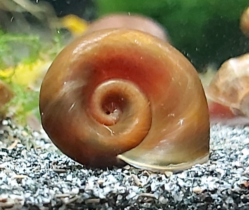 Braune Posthornschnecke – Planorbella duryi