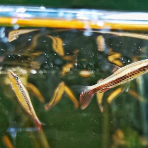 Nannostomus-eques-Spitzmaul-Ziersalmler__.jpg