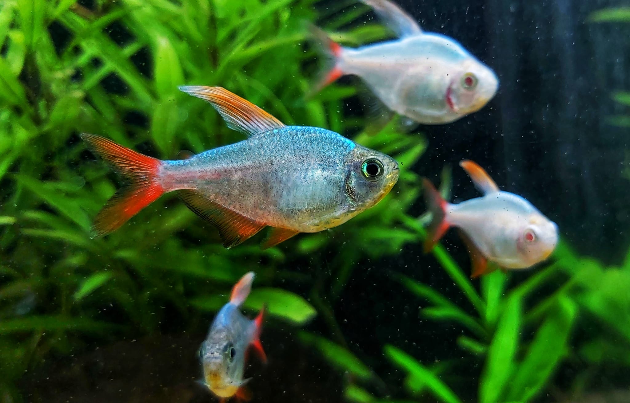 Hyphessobrycon-columbianus-Rotblauer-Kolumbianer-kaufen-neu.jpg