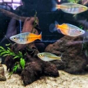 Melanotaenia-boesemani-Boesemans-Regenbogenfisch.jpg