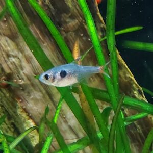 Hyphessobrycon-roseus-Gelber-Phantomsalmler.jpg