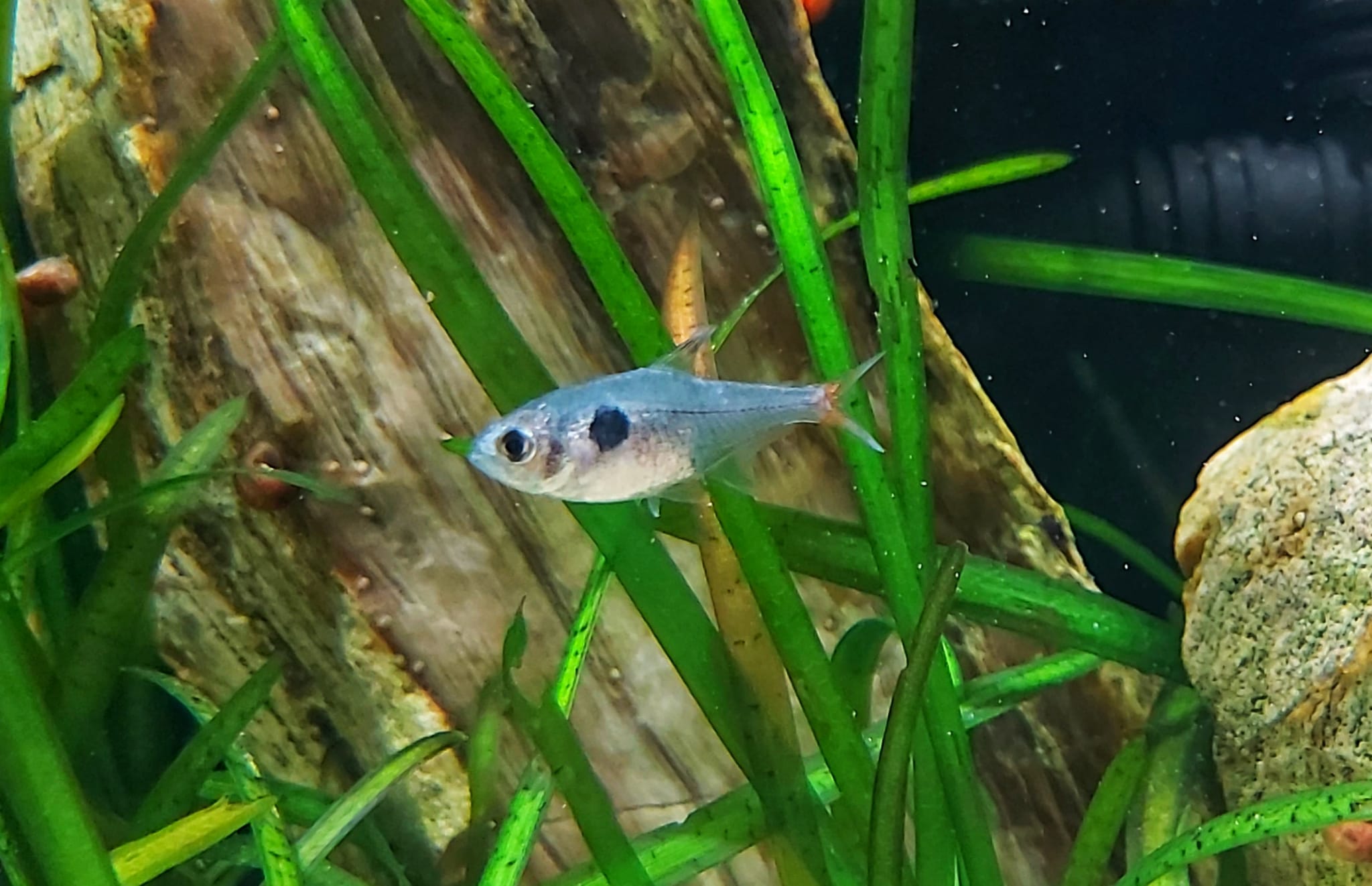 Hyphessobrycon-roseus-Gelber-Phantomsalmler.jpg