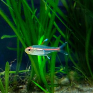 Hemigrammus-erythrozonus-Gluehlichtsalmler.jpg