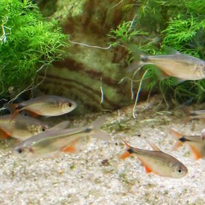 Hyphessobrycon-anisitsi-Rautenflecksalmler.jpg