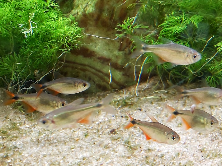 Hyphessobrycon-anisitsi-Rautenflecksalmler.jpg