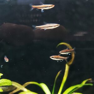 Nannostomus-beckfordi-red-Laengsband-Ziersalmler-rot.jpg