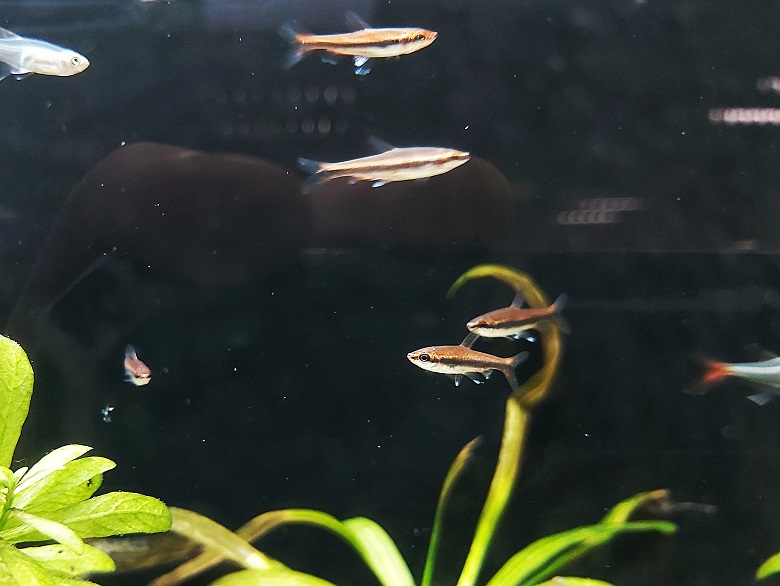 Nannostomus-beckfordi-red-Laengsband-Ziersalmler-rot.jpg