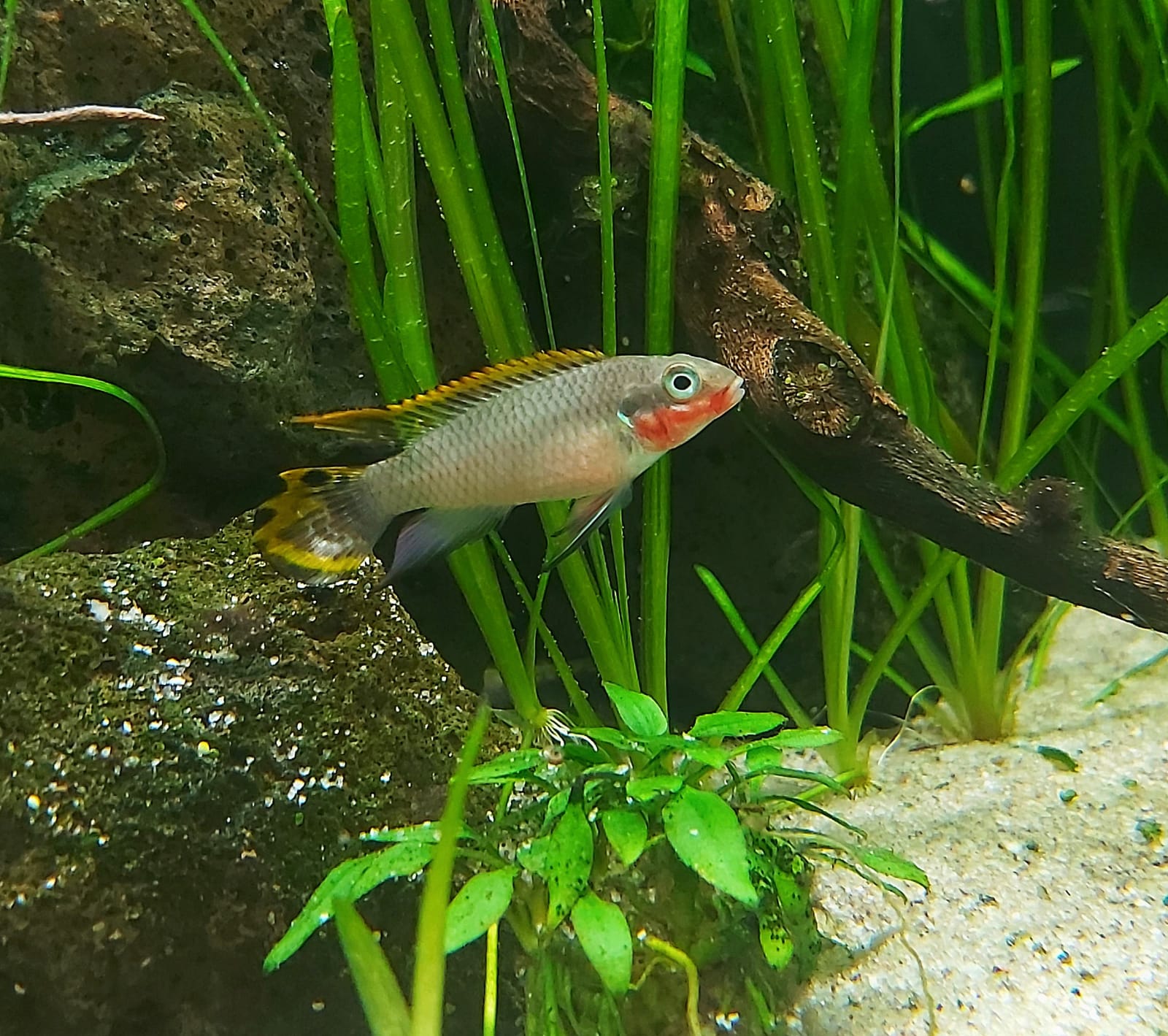 Pelvicachromis-taeniatus-nigeria-red-Smaragdprachtbarsch-maennlich-schoen.jpg