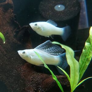 Poecilia-sphenops-Silber-Molly-Lyra.jpg
