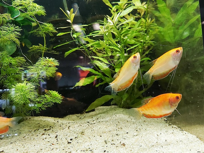 Trichogaster-trichopterus-goldener-Fadenfisch_.jpg