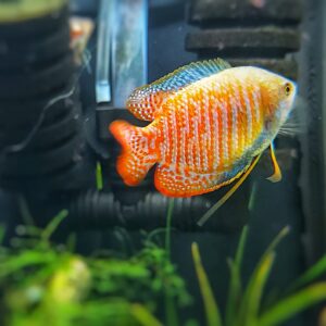 Colisa-lalia-gestreifter-Zwergfadenfisch.jpg