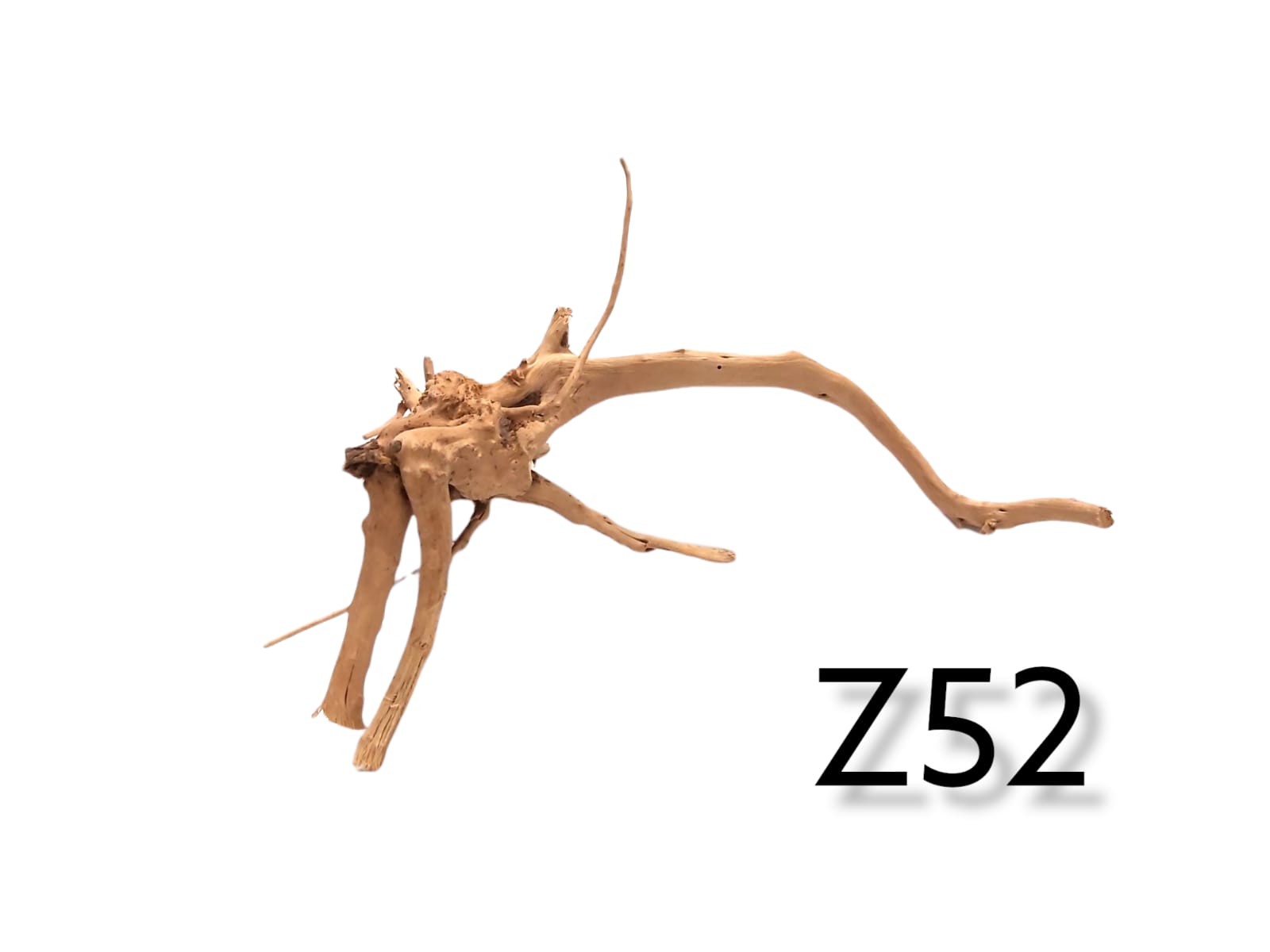Fingerwurzel Z52