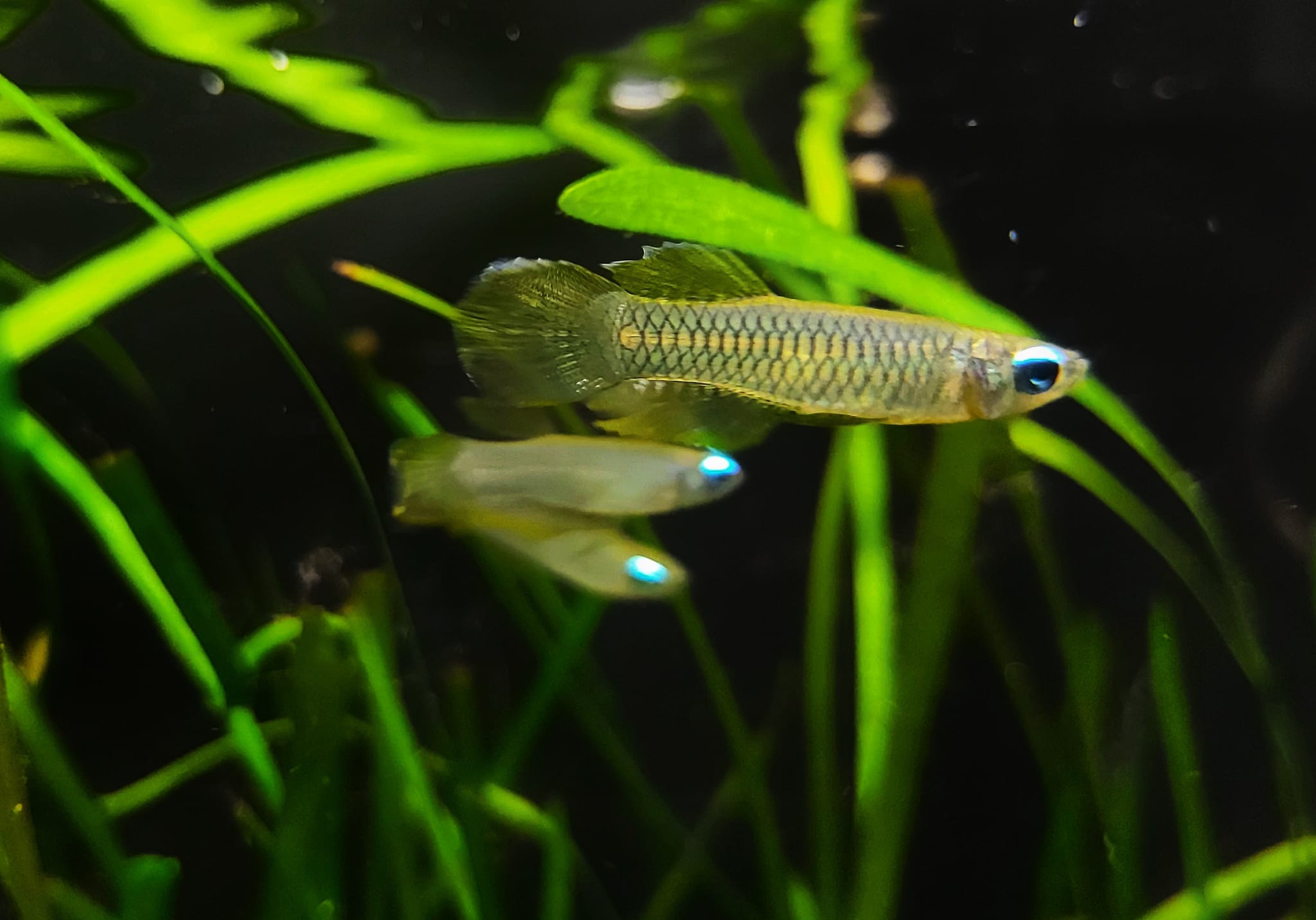 Normani-Leuchtaugenfisch.jpg