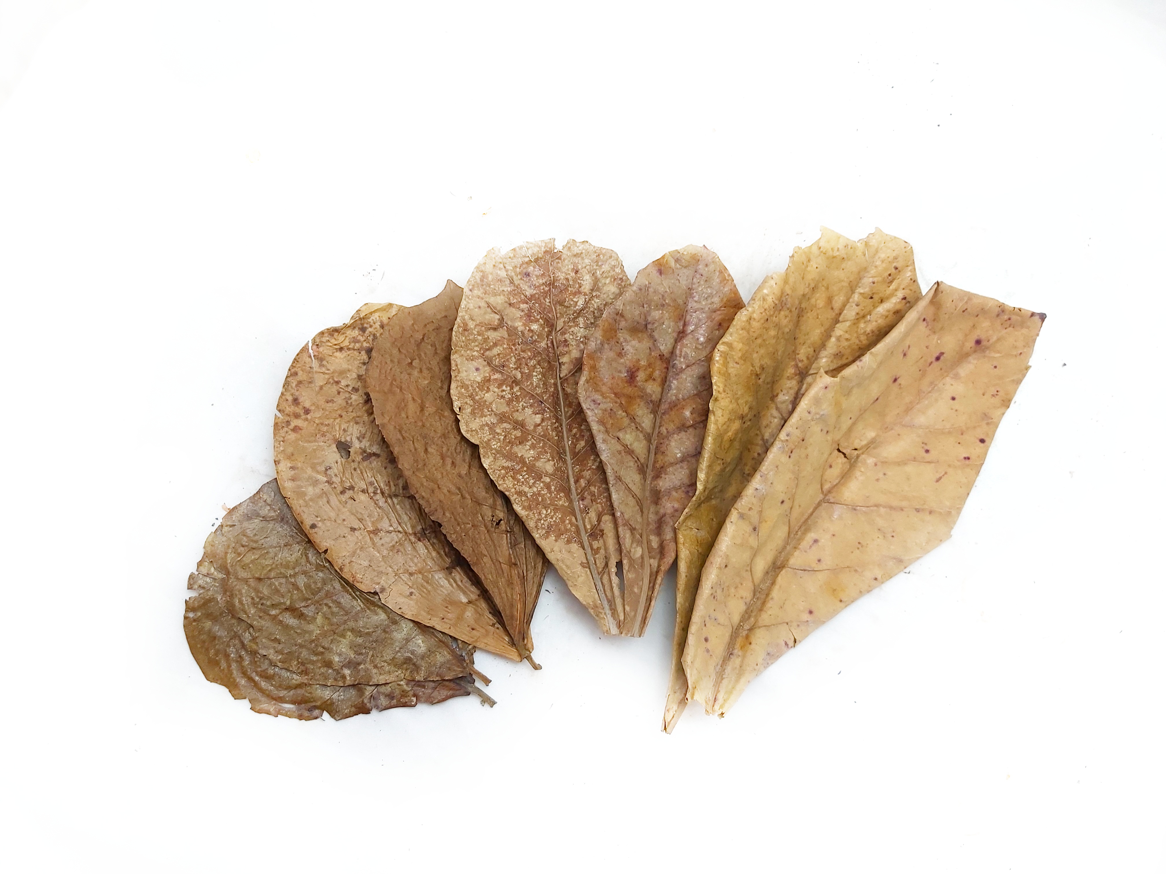 Seemandelbaumblätter – Catappa Leaves