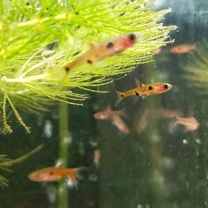 Boraras-maculatus-Zwergbaerbling-kaufen.jpg