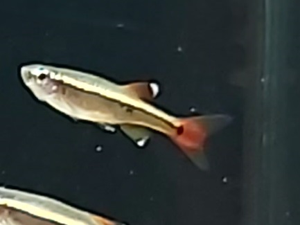 Tanichthys-albanubes-Kardinalfisch-kaufen.jpg
