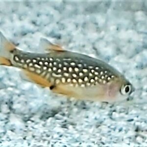 Danio-margaritatus-Perlhuhnbaerbling-kaufen.jpg