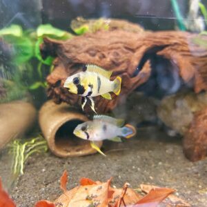 Apistogramma-panduro-panduro-Zwergbuntbarsch-online.jpg