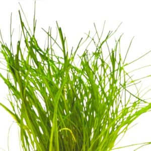 LILAEOPSIS_MAURITIANA_Vordergrundpflanze-aquarium.jpg