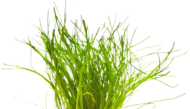 Lilaeopsis mauritiana – feine Graspflanze
