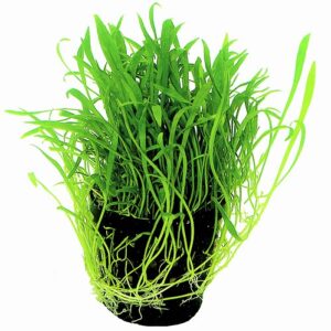 _NOVEA-ZEALANDIA_5_CM_POT_fd9a3.jpg