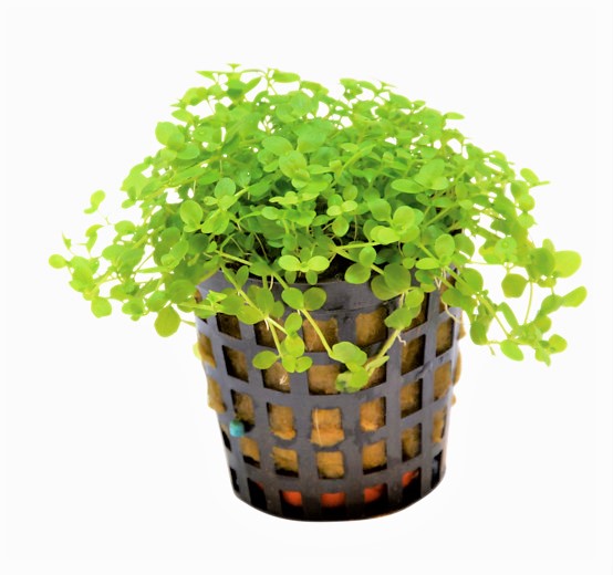 EMUM_MONTE_CARLO_5_CM_POT_c9359.jpg