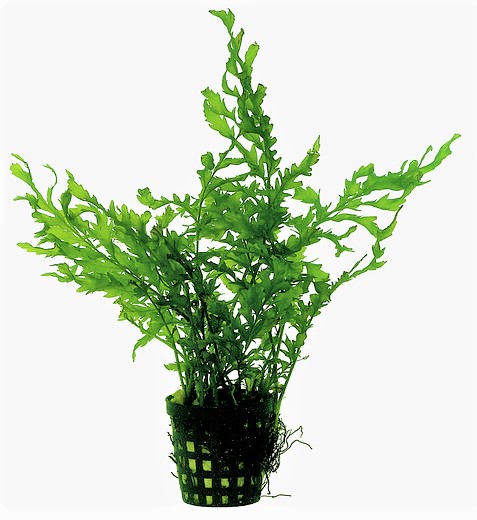 BITUS_HEUDELOTII_5_CM_POT_303a0.jpg