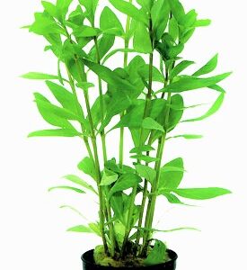 PHILA_POLYSPERMA_5_CM_POT_d3c878OybSKMH6FgQv.jpg