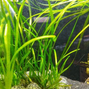 vallisneria spiralis.jpg