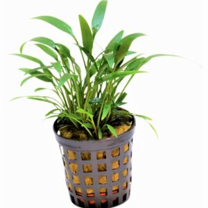 OCORYNE_AMICORUM_5_CM_POT_24d88.jpg