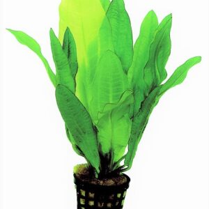 HINODORUS_MARTII_5_CM_POT_aea34NLNcY6vBnv9vO.jpg