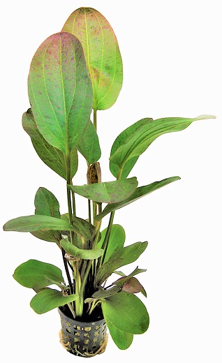 ORUS_OZELOT_ROOD_5_CM_POT_6882cfi2EAt2K8CNvT.jpg