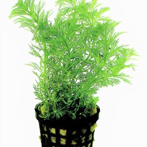 LA_HETEROPHYLLA_5_CM_POT__06d5c.jpg
