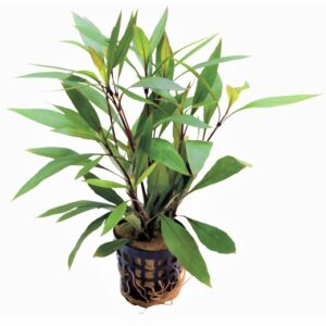 RYMBOSA_THAILAND_5_CM_POT_08dddb72eDiVkHjtwG.jpg