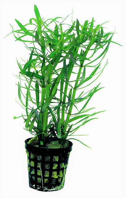 STEMON_STELLATUS_5_CM_POT_8b940.jpg