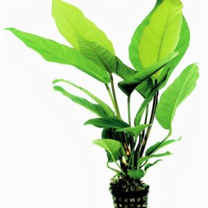 IAS_HETEROPHYLLA_5_CM_POT_1d2c3.jpg