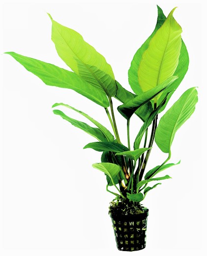 Anubias Heterophylla – Verschiedenblättriges Speerblatt