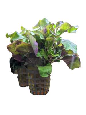lobelia wavy.jpg